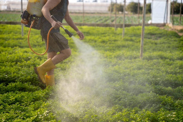 Best Wasp Removal Services  in White Horse, NJ