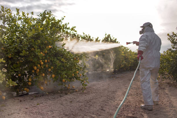 Best Termite Control Services  in White Horse, NJ
