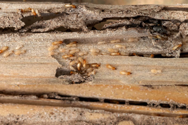 Best Exterminator Services  in White Horse, NJ