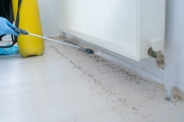 Best Spider Control Near Me  in White Horse, NJ